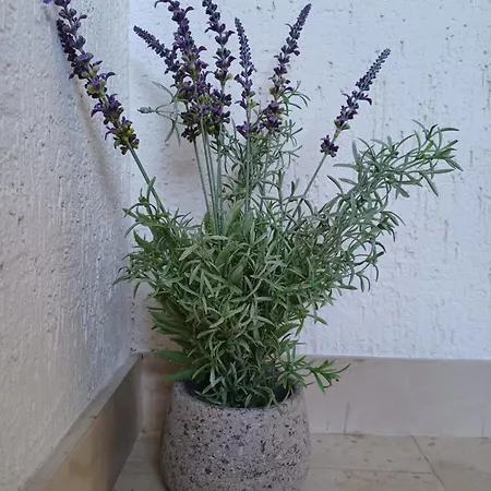 Emilija Apartament *